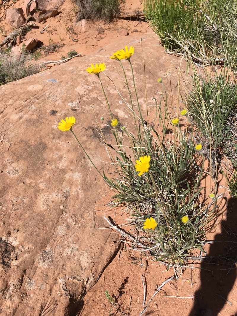 Ives' Fournerved Daisy photo 7
