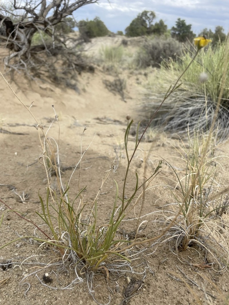 Ives' Fournerved Daisy photo 8