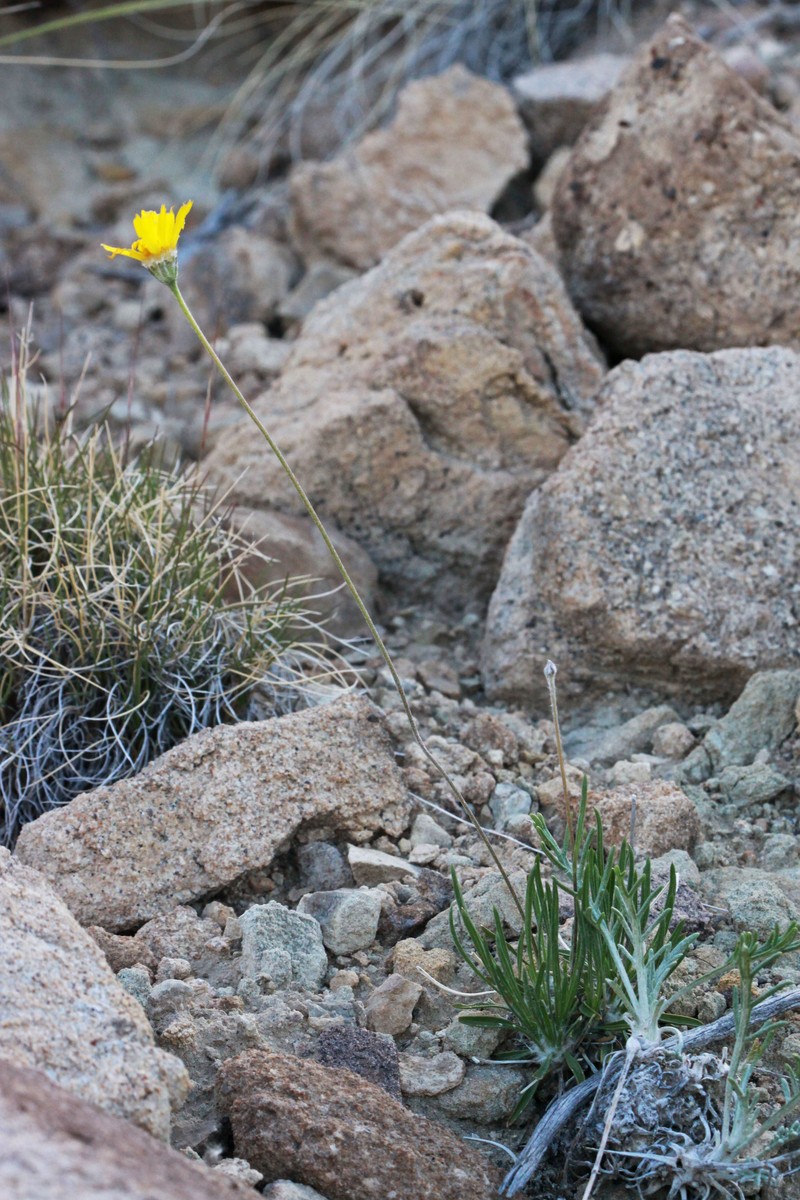 Ives' Fournerved Daisy photo 3