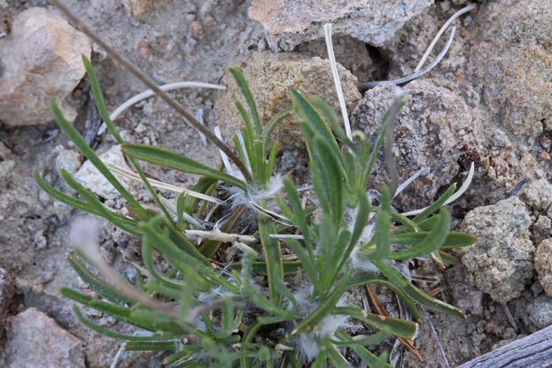 Ives' Fournerved Daisy photo 4
