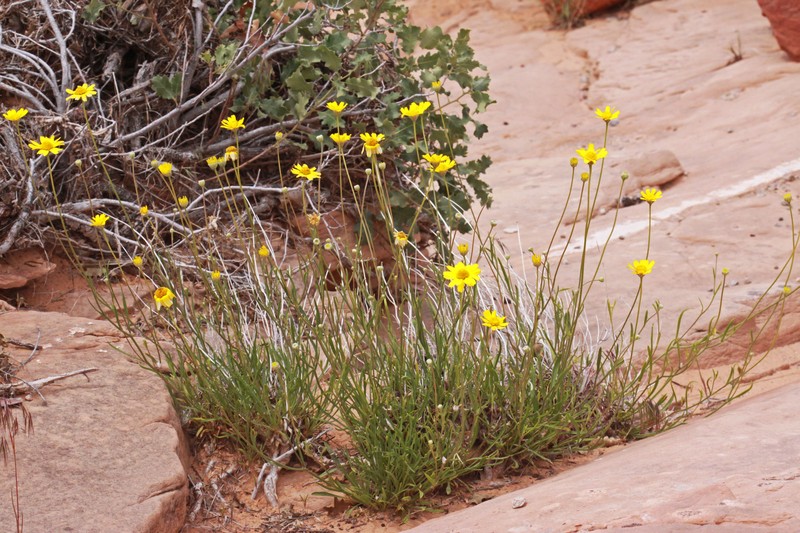 Ives' Fournerved Daisy photo 5
