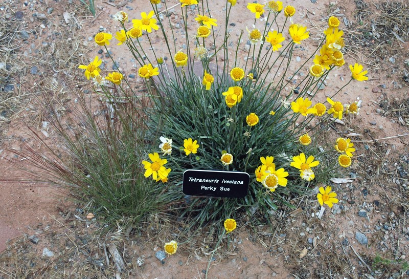 Ives' Fournerved Daisy photo 2