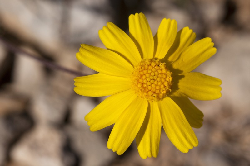 Fineleaf Fournerved Daisy