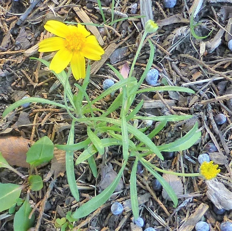 Fineleaf Fournerved Daisy photo 3
