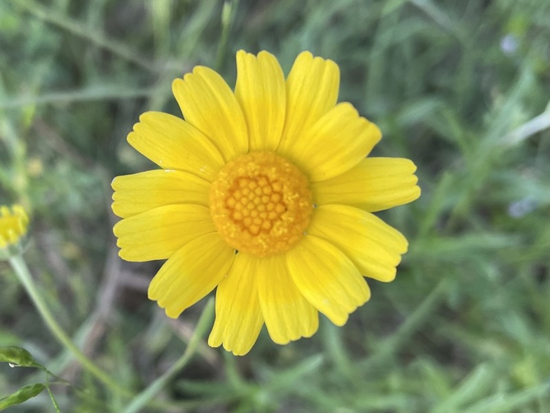 Fineleaf Fournerved Daisy photo 4