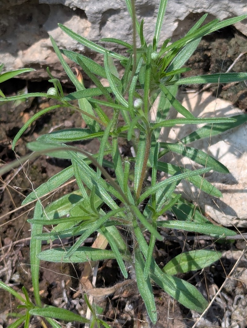 Fineleaf Fournerved Daisy photo 5