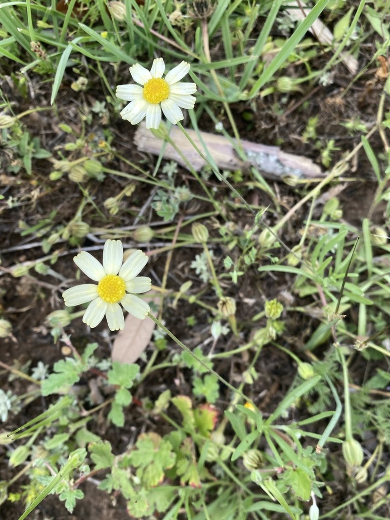 Fineleaf Fournerved Daisy photo 6
