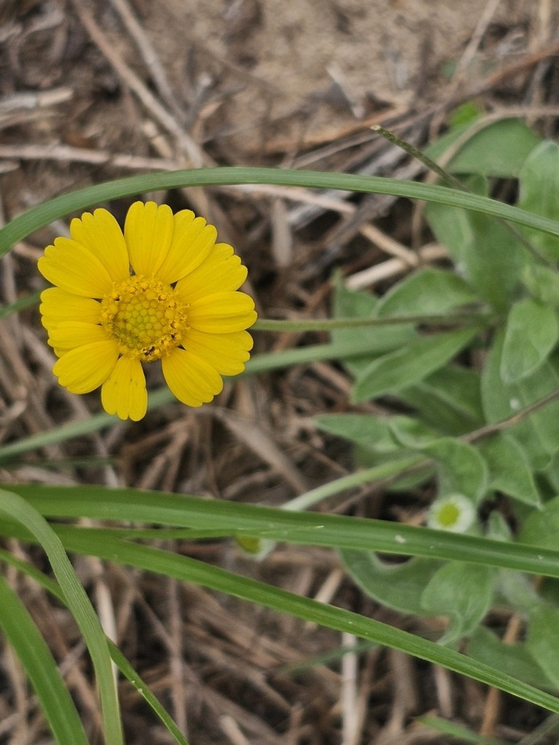Fineleaf Fournerved Daisy photo 7