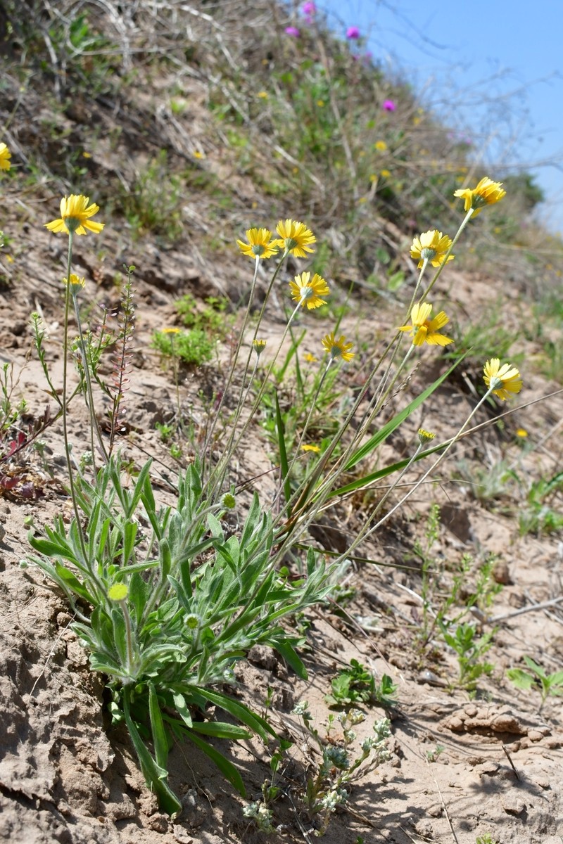 Tetraneuris linearifolia var. arenicola