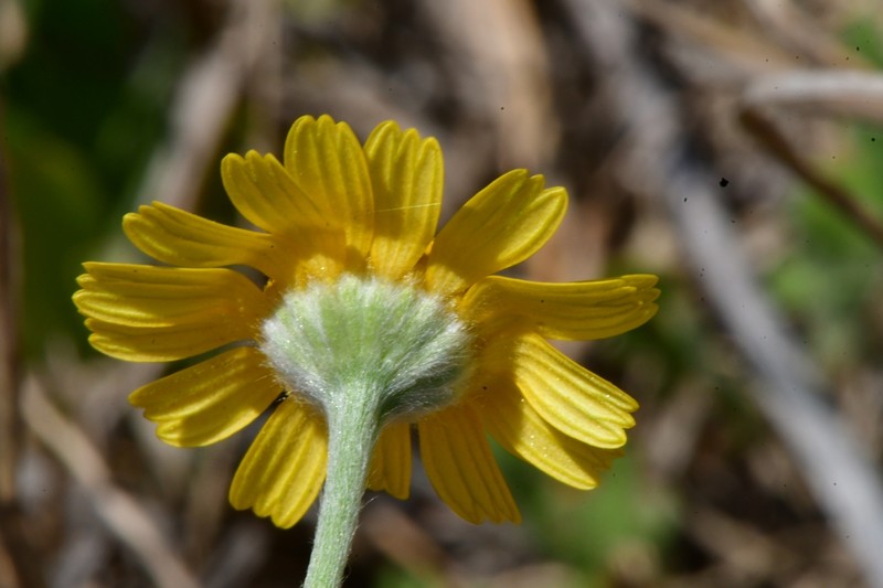 Tetraneuris linearifolia var. arenicola photo 2