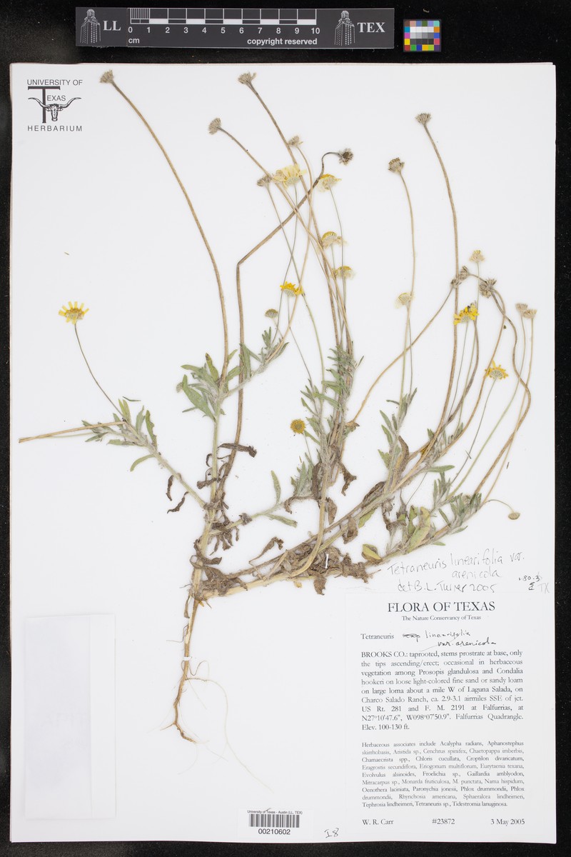 Tetraneuris linearifolia var. arenicola photo 3