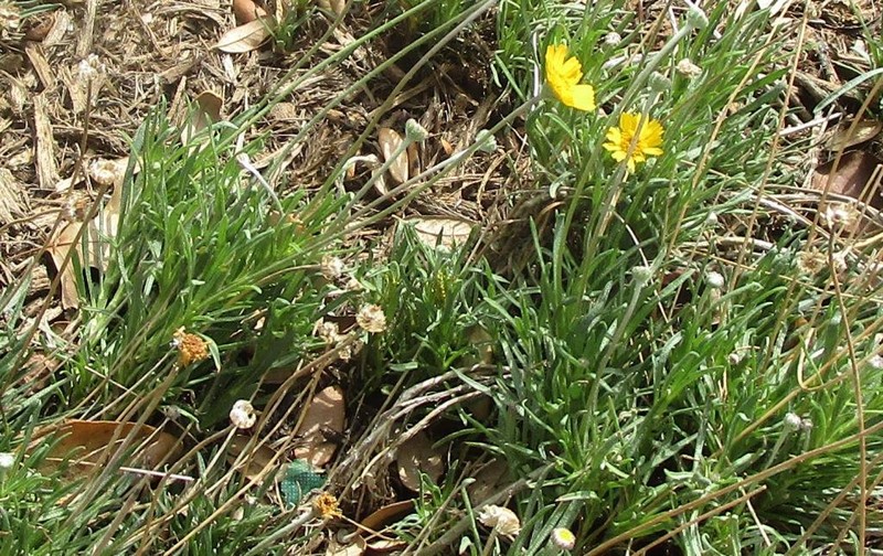 Tetraneuris linearifolia var. linearifolia