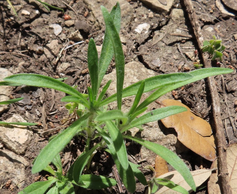Tetraneuris linearifolia var. linearifolia photo 2