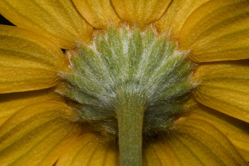 Tetraneuris linearifolia var. linearifolia photo 3