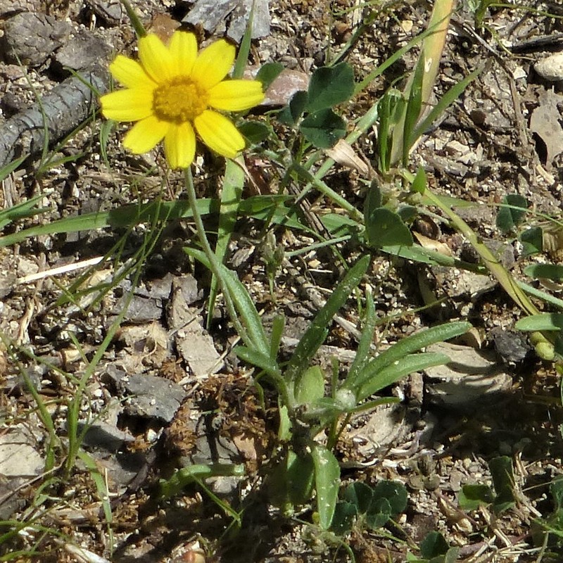 Tetraneuris linearifolia var. linearifolia photo 4