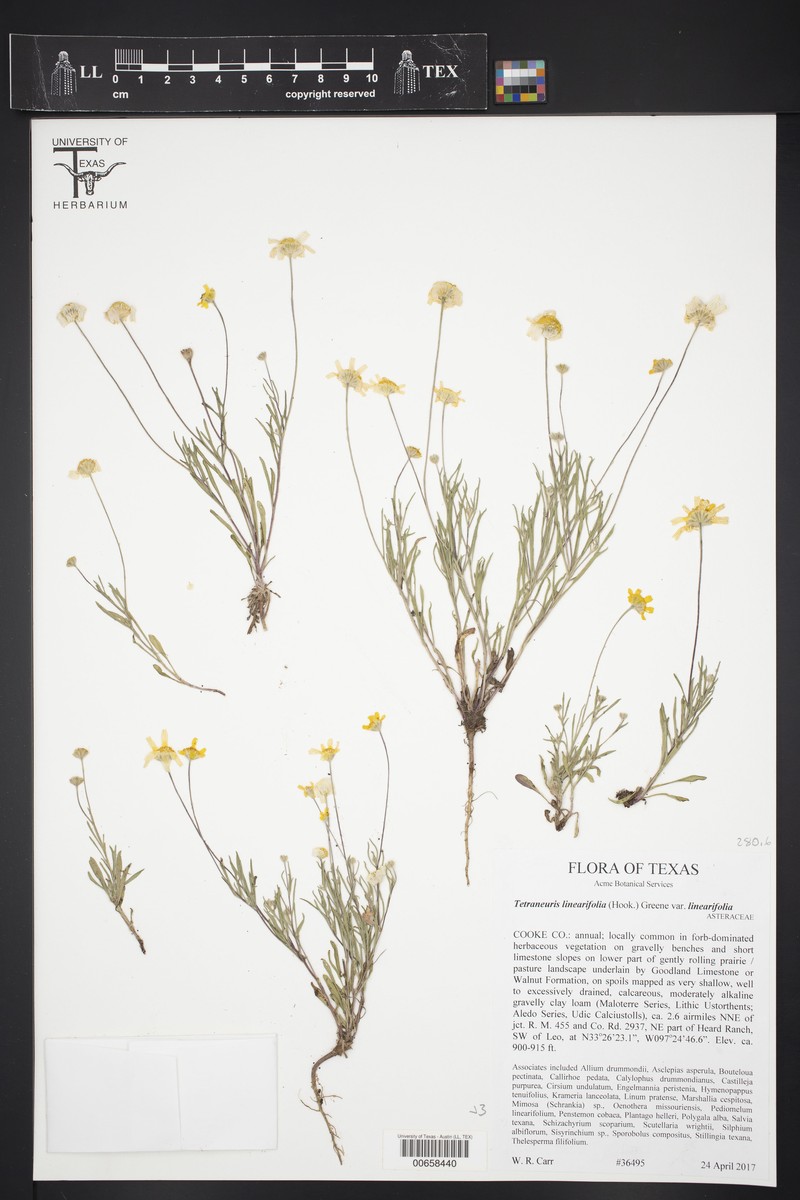 Tetraneuris linearifolia var. linearifolia photo 5