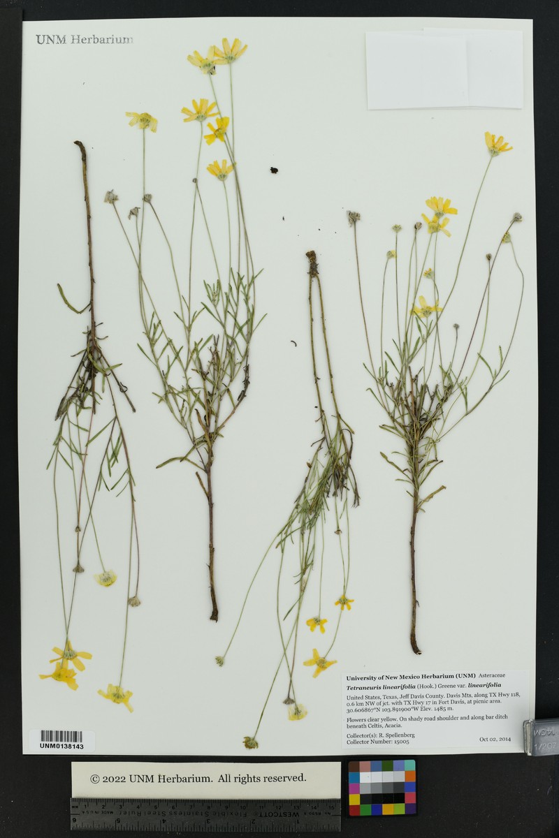 Tetraneuris linearifolia var. linearifolia photo 6