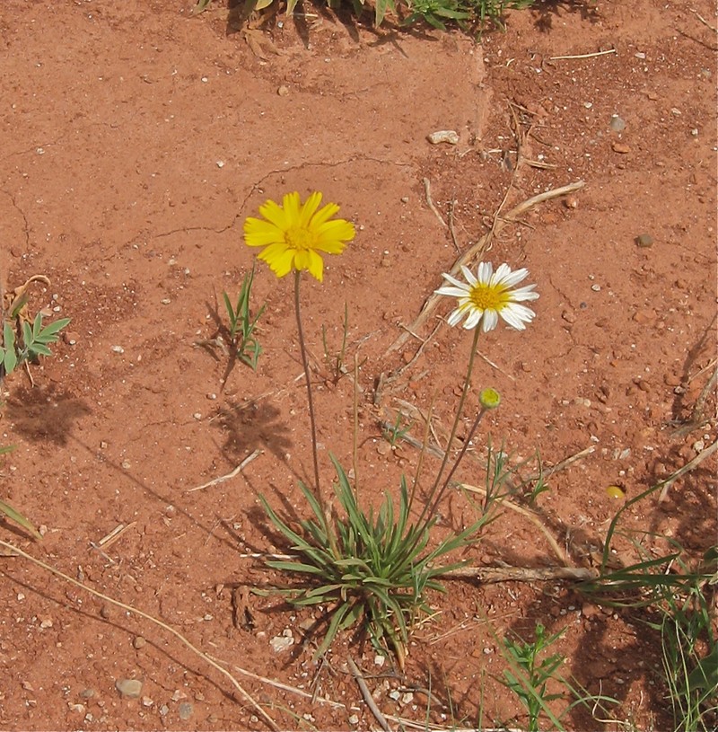 Stemmy Four-Nerve Daisy photo 2