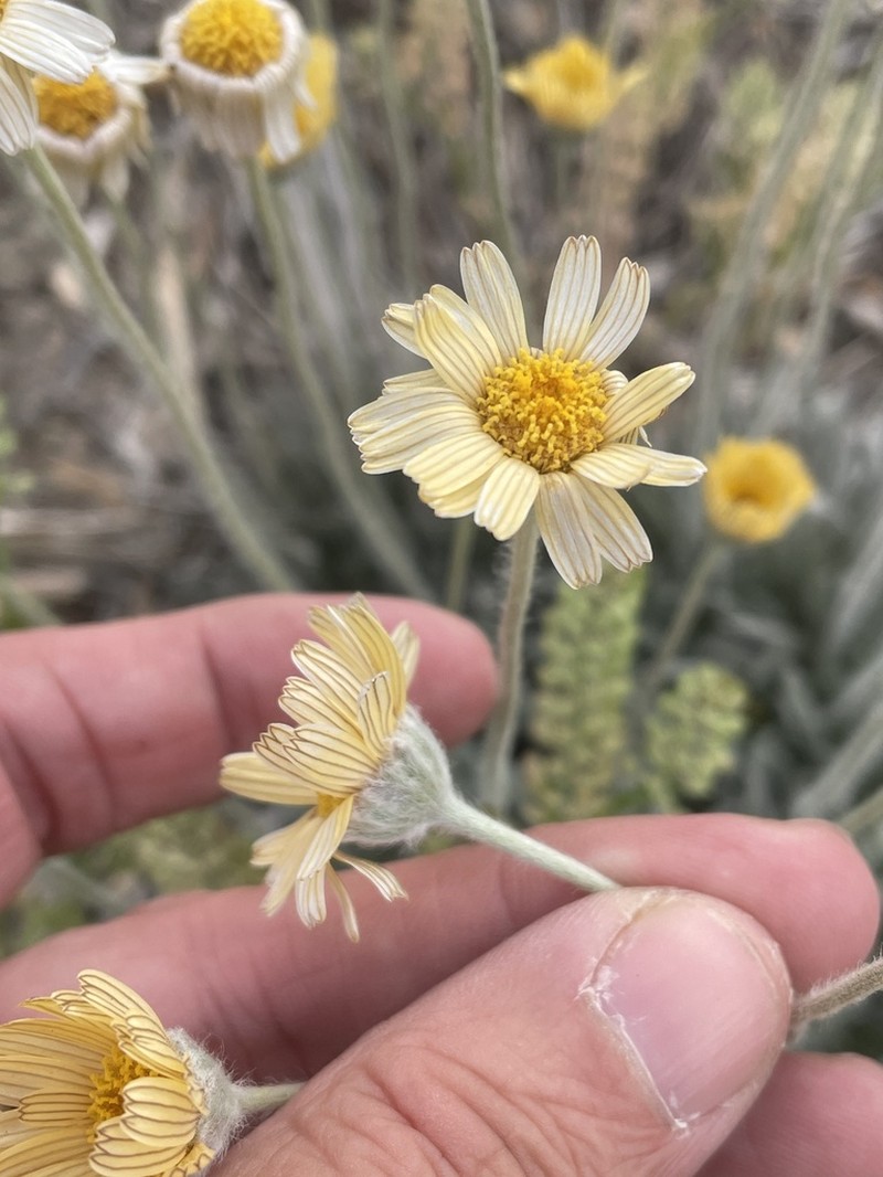 Stemmy Four-Nerve Daisy photo 3