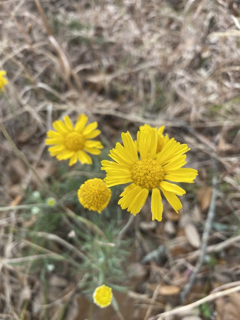 Stemmy Four-Nerve Daisy photo 4