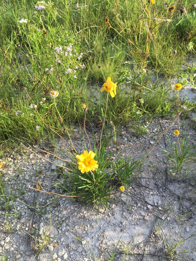Stemmy Four-Nerve Daisy photo 5