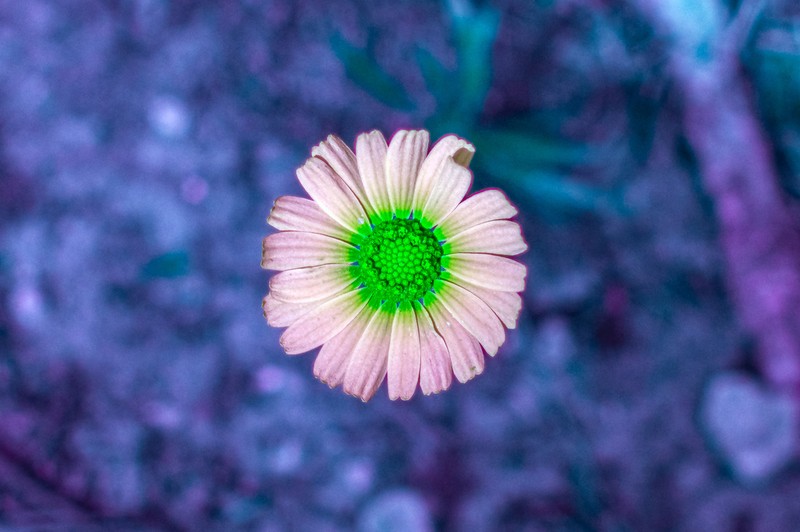 Stemmy Four-Nerve Daisy photo 6