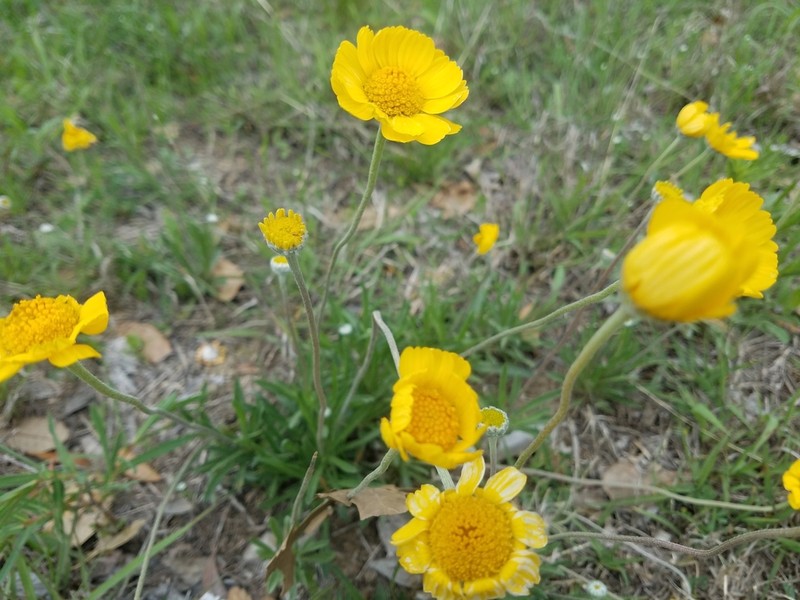 Stemmy Four-Nerve Daisy photo 7