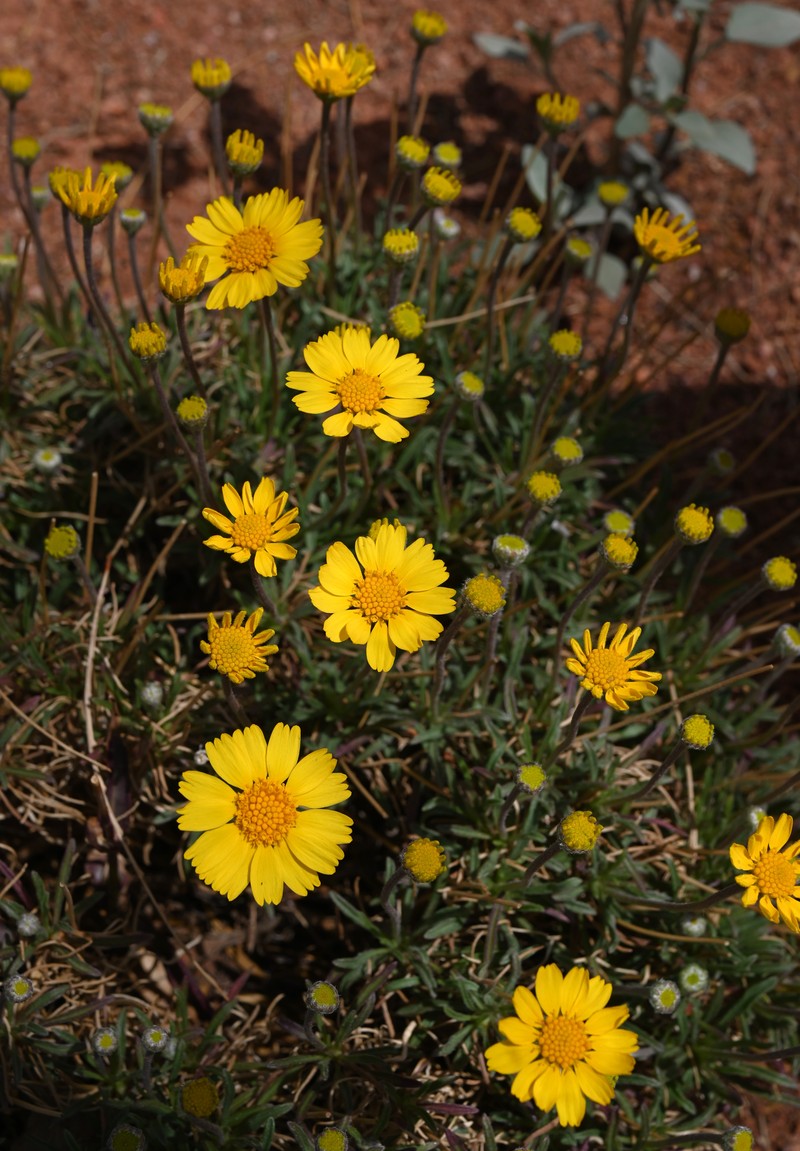 Stemmy Four-Nerve Daisy photo 2
