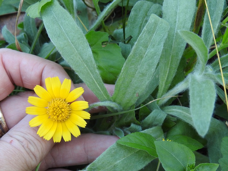 Tetraneuris scaposa var. argyrocaulon