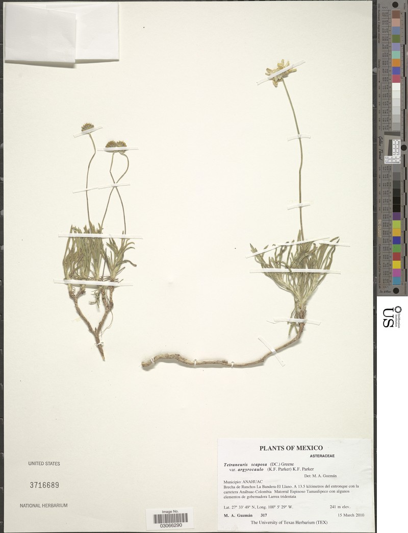 Tetraneuris scaposa var. argyrocaulon photo 2