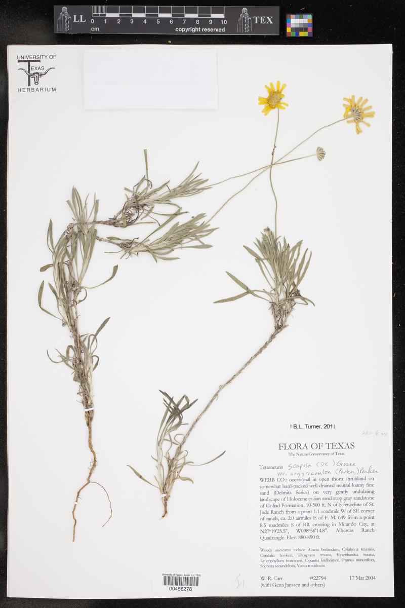 Tetraneuris scaposa var. argyrocaulon photo 3