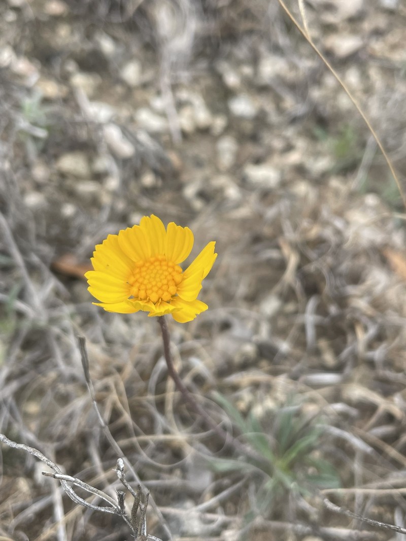 Tetraneuris scaposa var. scaposa