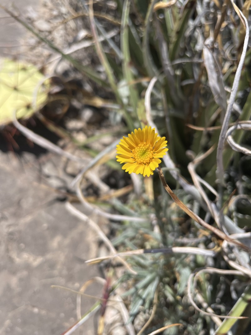 Tetraneuris scaposa var. scaposa photo 2