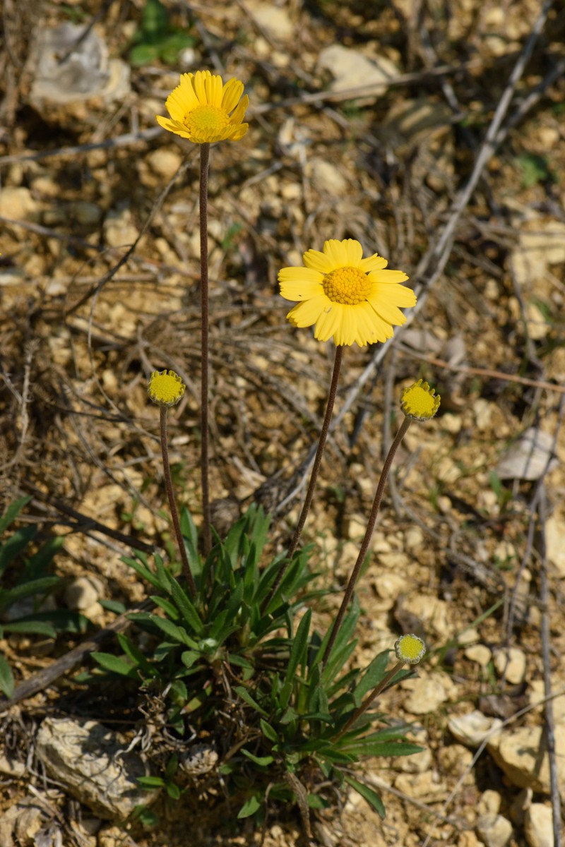 Tetraneuris scaposa var. scaposa photo 3