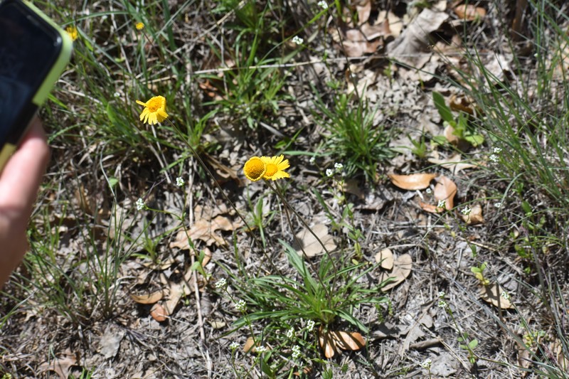 Tetraneuris scaposa var. scaposa photo 4