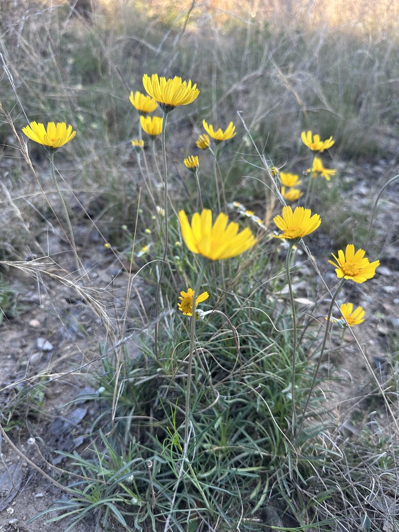 Tetraneuris scaposa var. scaposa photo 5
