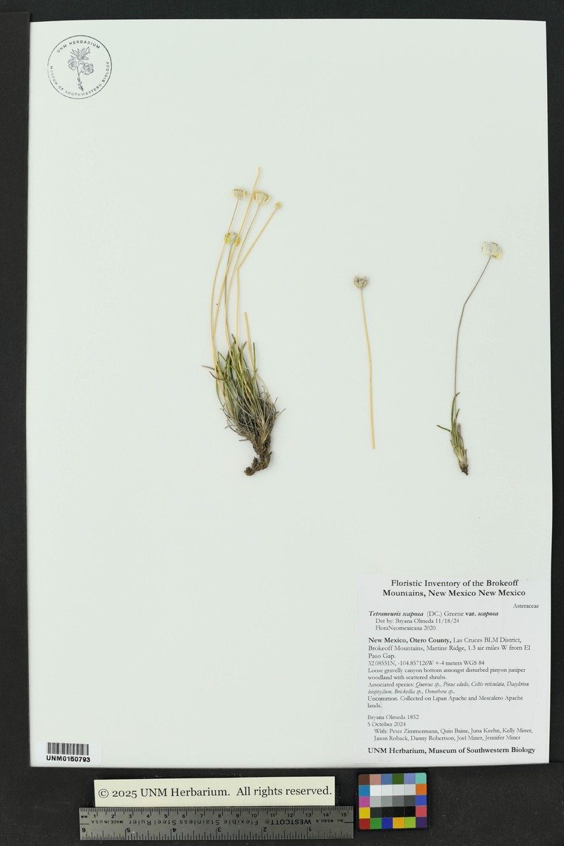 Tetraneuris scaposa var. scaposa photo 6