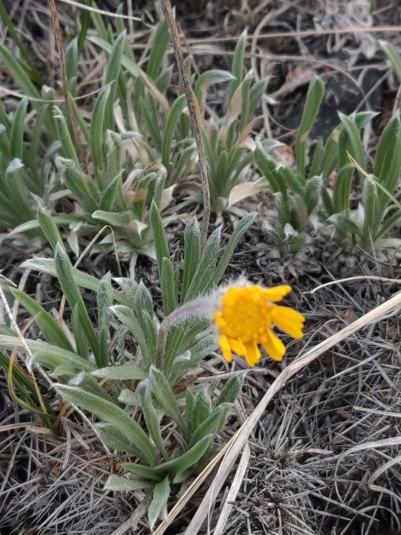 Stone Rubberweed photo 3