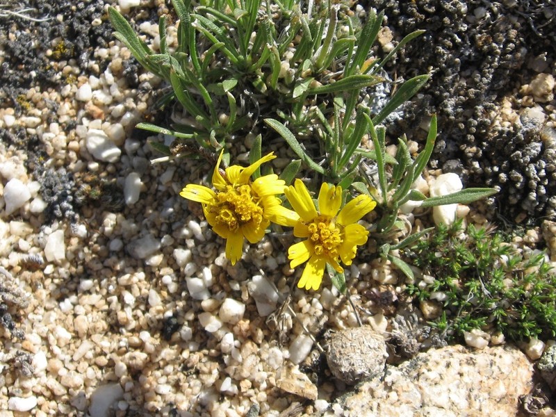 Stone Rubberweed photo 7