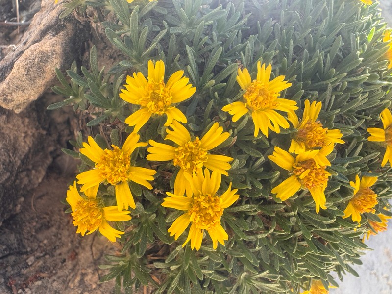 Stone Rubberweed photo 8