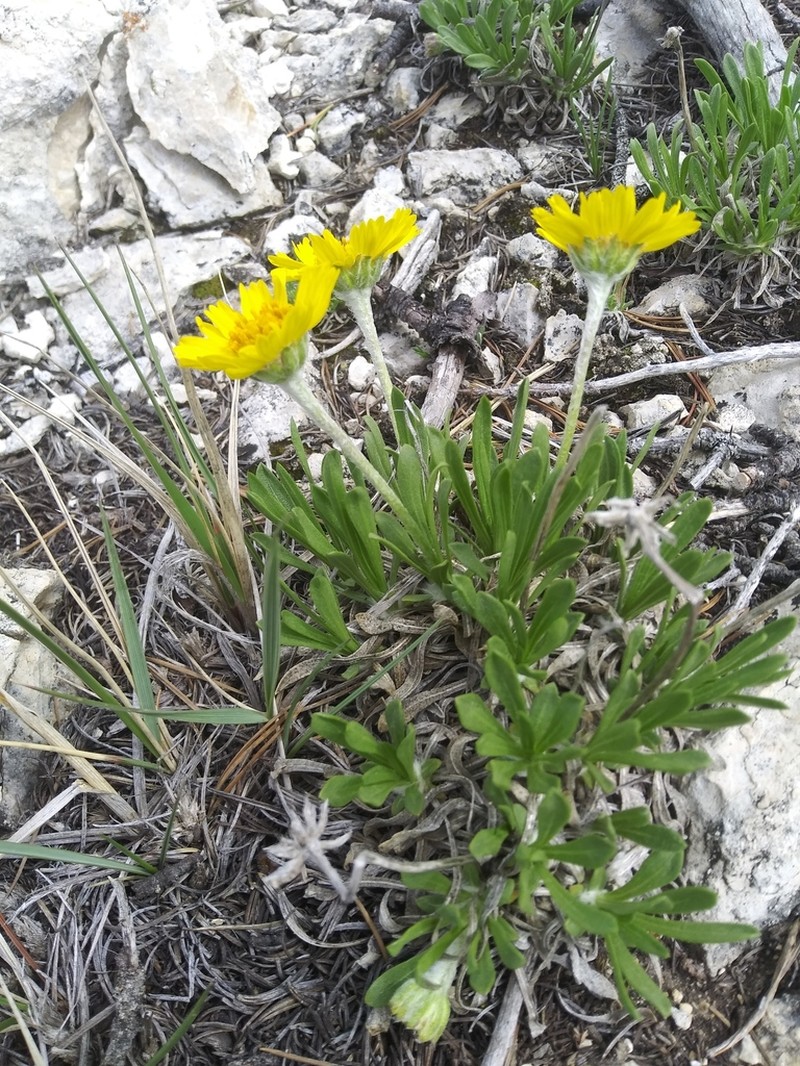 Torrey's Four-Nerve Daisy photo 5