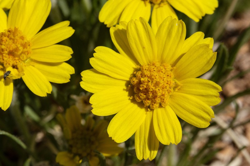 Torrey's Four-Nerve Daisy photo 2
