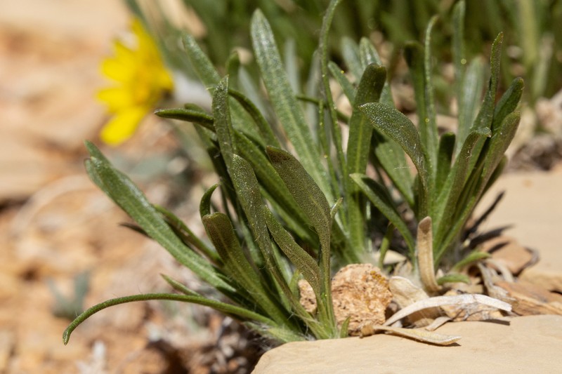 Torrey's Four-Nerve Daisy photo 3
