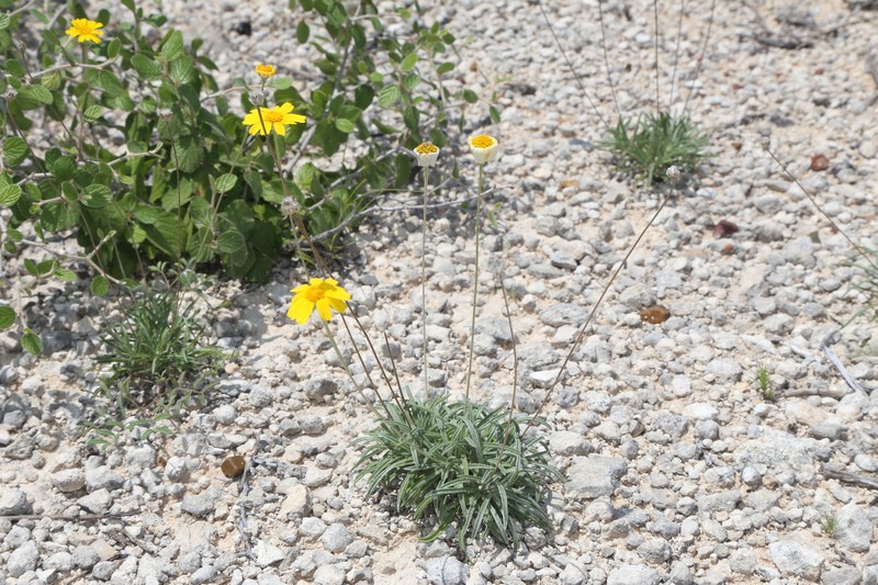 Turner'S Four-Nerve Daisy