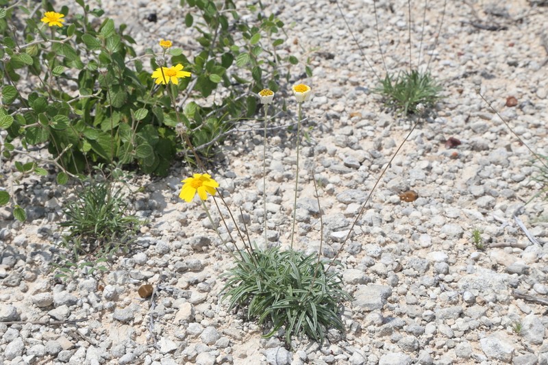Turner'S Four-Nerve Daisy photo 2