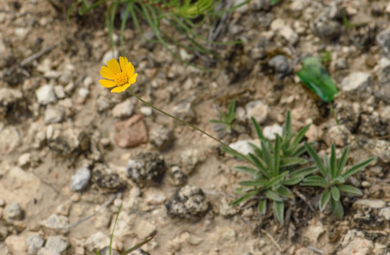 Turner'S Four-Nerve Daisy photo 4