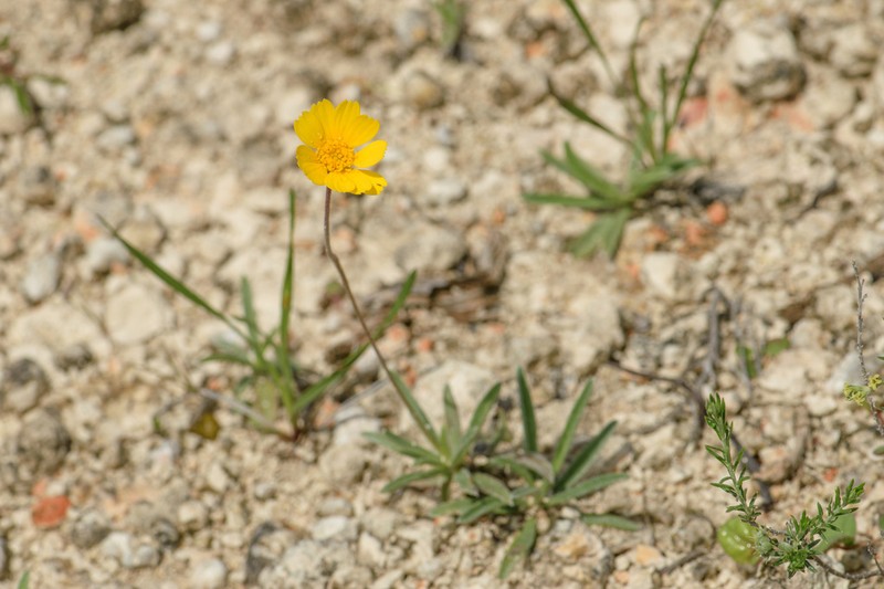 Turner'S Four-Nerve Daisy photo 5