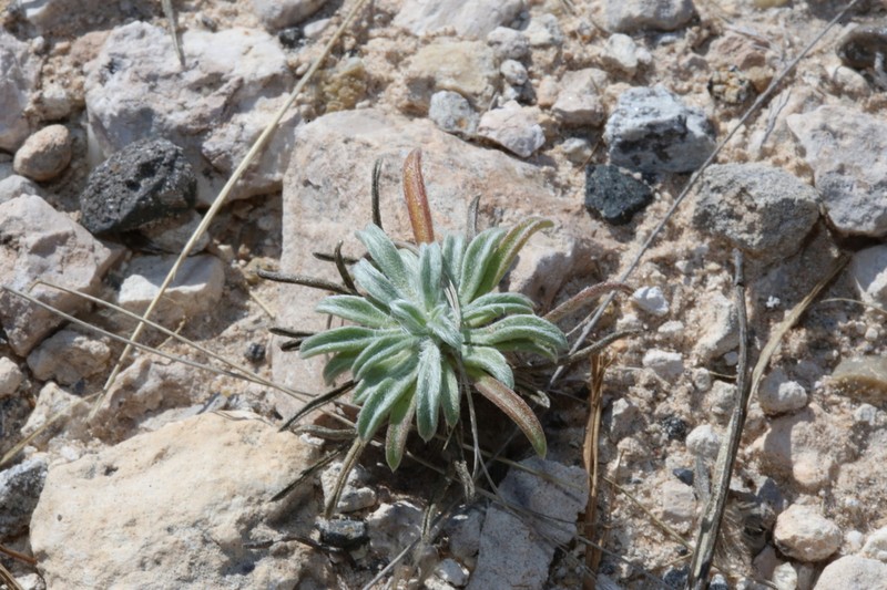 Turner'S Four-Nerve Daisy photo 6