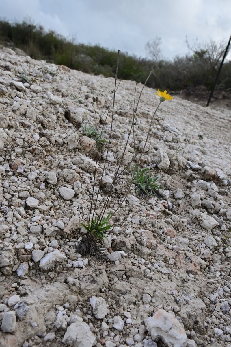 Turner'S Four-Nerve Daisy photo 7