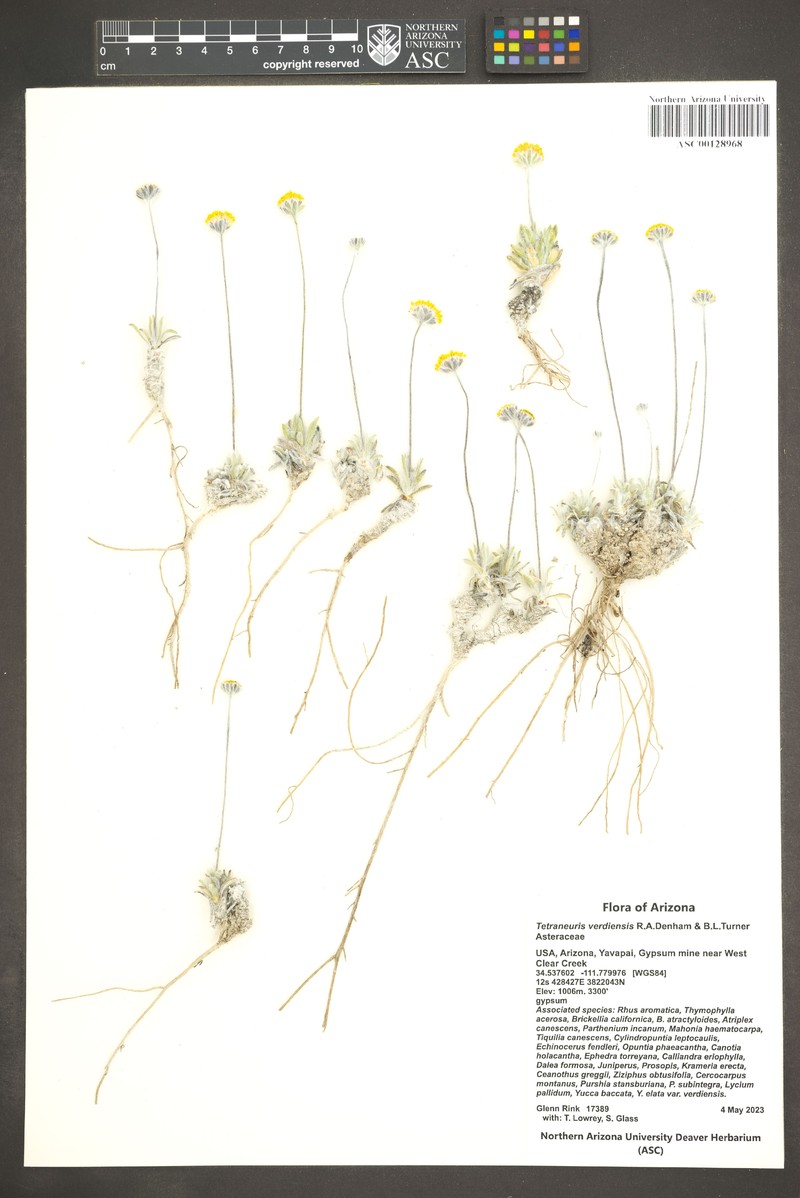 Verde Four-Nerve Daisy photo 2